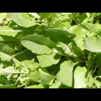 Tanacetum Balsamita subsp Balsamita, fam. Composees, Europe orientale, Asie occid. (1)